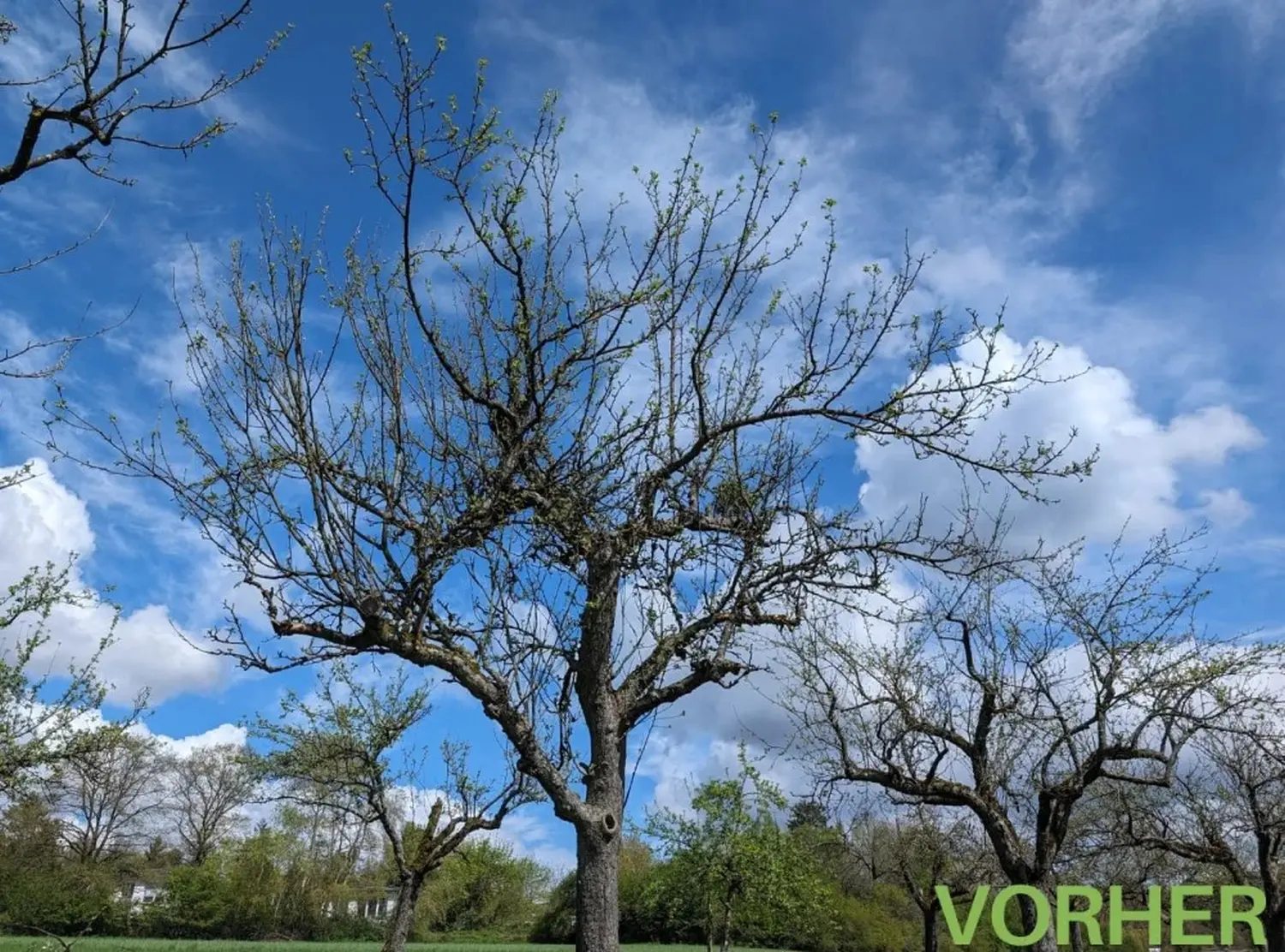 Obstbaumschnitt - Gartenpflege - Obstbaum nach dem Schnitt