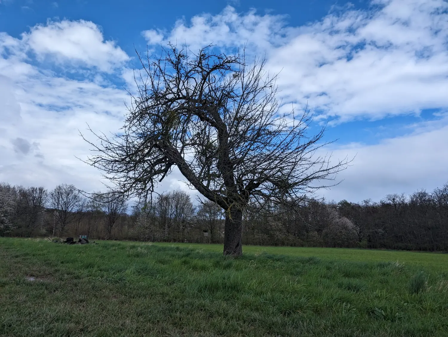 Obstbaumschnitt - Gartenpflege, Baum 