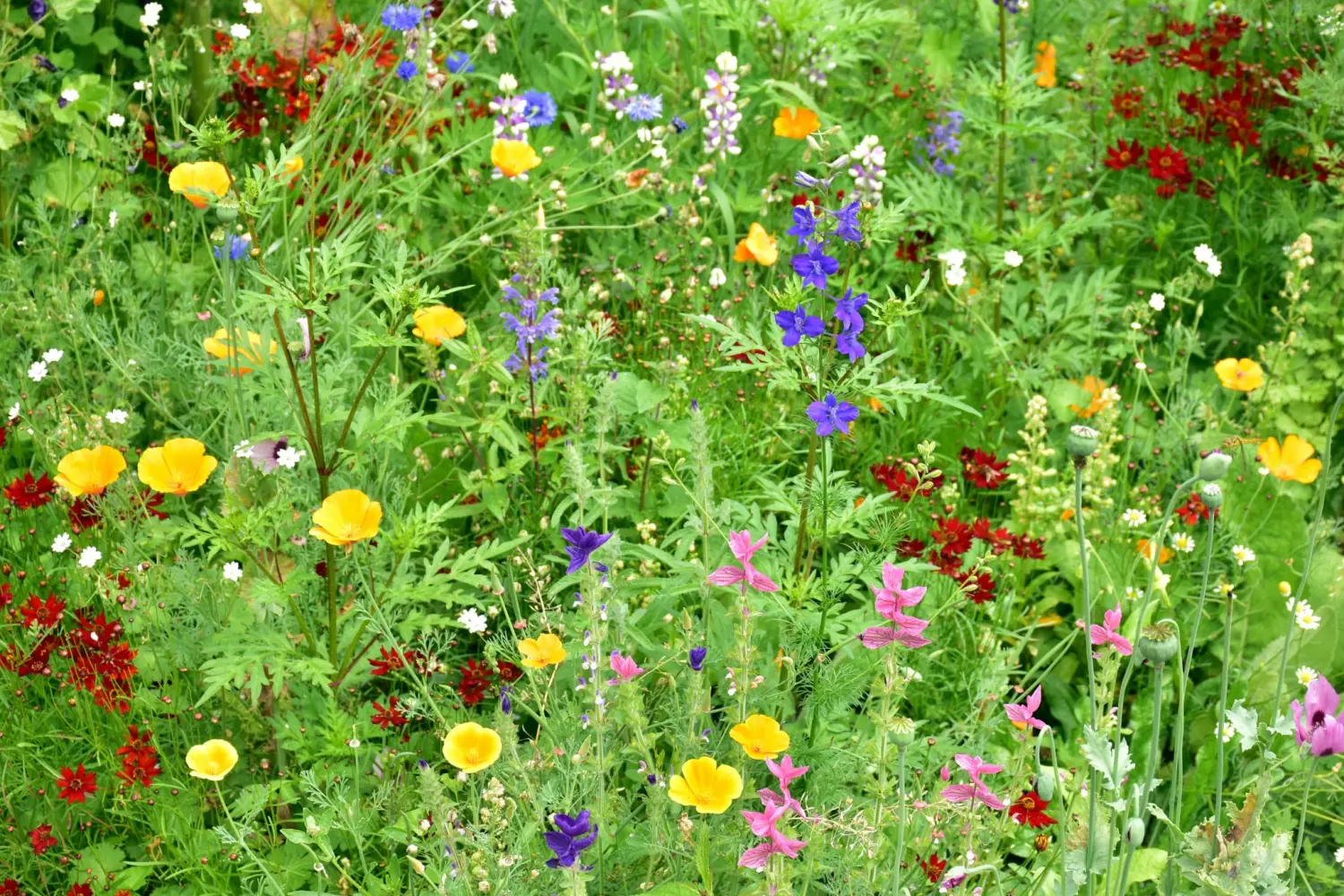 Obstbaumschnitt - Gartenpflege, Vielfalt der Blumen