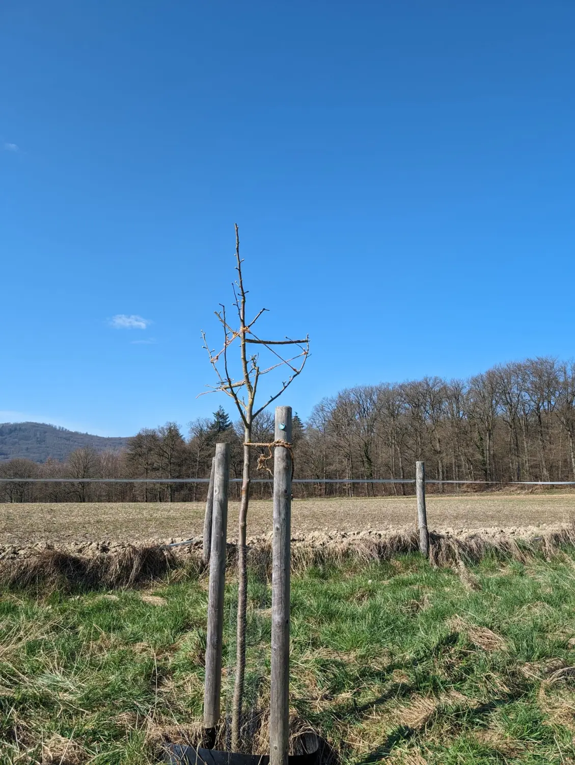 Obstbaumschnitt - Gartenpflege, Baum