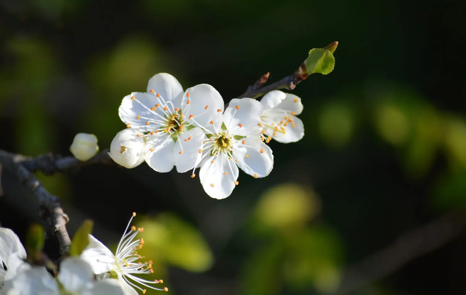 Obstbaumschnitt - Gartenpflege, blühende weiße Blumen