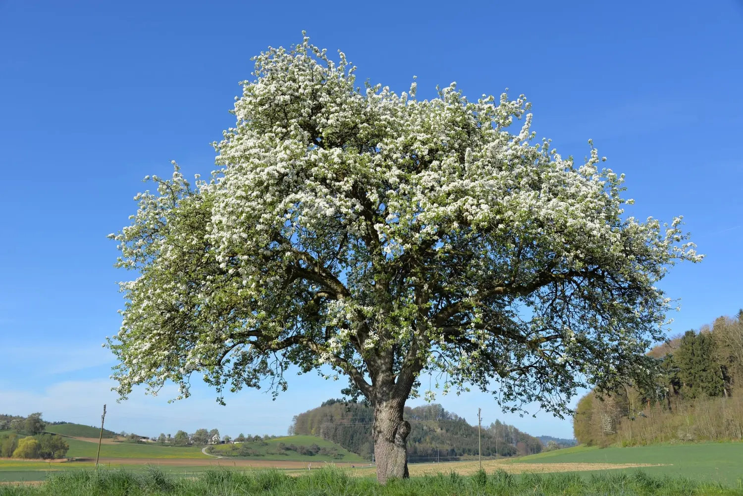 Obstbaumschnitt - Gartenpflege, blühender Baum