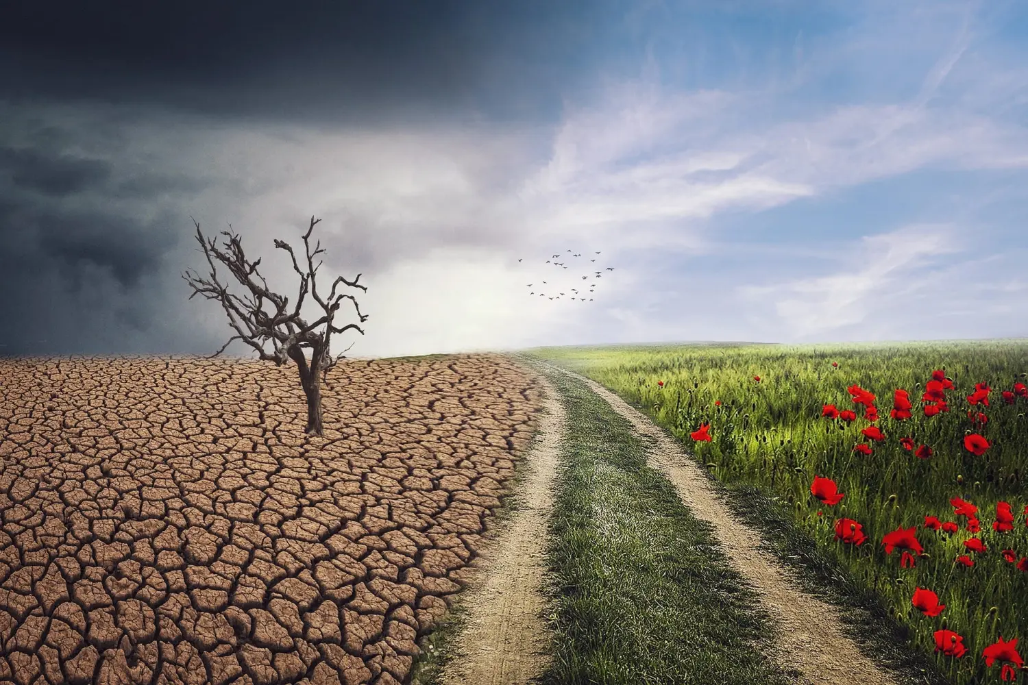 Obstbaumschnitt - Gartenpflege, Trockenheit und Grünpflanzen