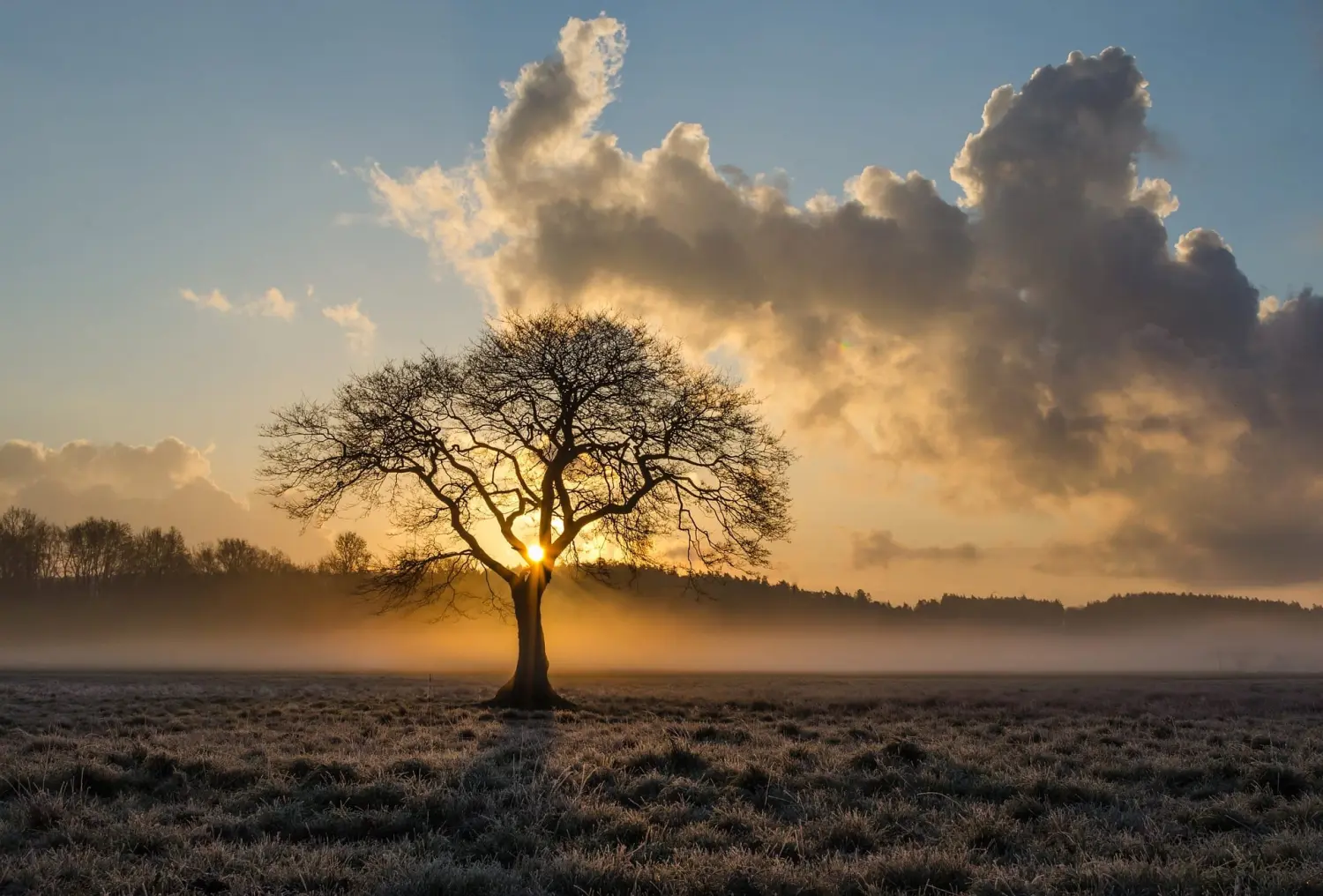 Obstbaumschnitt - Gartenpflege, Baumzweige im Sonnenuntergang
