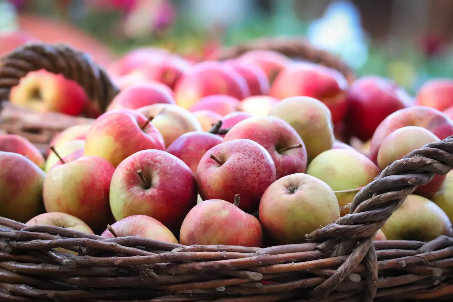 Obstbaumschnitt - Gartenpflege, Äpfel